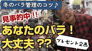 【バラの育て方】冬のバラ管理のコツ♪見事的中！！あなたのバラ！大丈夫？？＆プレゼント企画♪（2024年2月16日） [upl. by Hecker570]