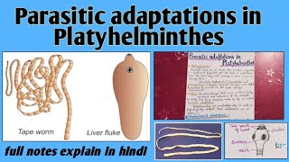 Parasitic adaptations in platyhelminthes or Flatworms  Bsc notes [upl. by Gasper]