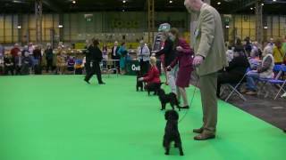 Affenpinscher in Crufts 2017 [upl. by Chandra]