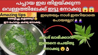 പപ്പായ ഇല കൊണ്ട് ഇങ്ങനെ ഒരു രഹസ്യം ഉണ്ടായിരുന്നോ 😮 വെറുതെ കാശ് കളഞ്ഞു 🤦🏻‍♀️ ഈ സൂത്രം കണ്ടു നോക്കു [upl. by Marybelle]