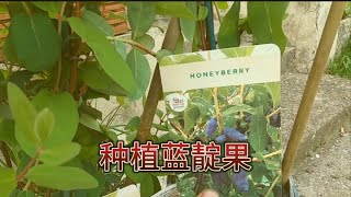 庭院种植之蓝靛果honeyberry plant UK 蓝靛果种植，如何定植盆栽苗木，可以生长更好 [upl. by Assenyl]