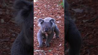 ✨The Koala Strut ✨ [upl. by Asteria89]