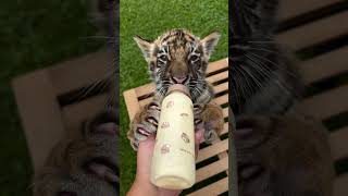 wow Bengal Tiger baby feeding kar raha hai [upl. by Etteve]