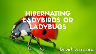 Hibernating LadybirdsLadybugs [upl. by Paris242]