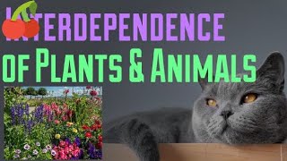 Ch5 Interdependence of Plants amp Animals ICSE Science [upl. by Vladimar]