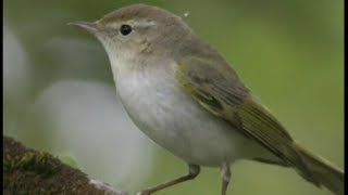 Pouillot de Bonelli  Bonellis Warbler  Berglaubsänger  Phylloscopus bonelli [upl. by Elleved165]