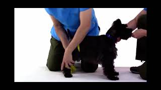 Resistance Bands for Canine Hip Extensors [upl. by Malcolm918]