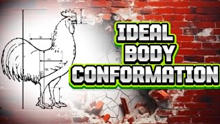 ideal body conformationmanok [upl. by Idalla]