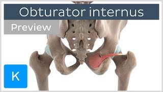 Functions of the obturator internus muscle preview  3D Human Anatomy  Kenhub [upl. by Nac]