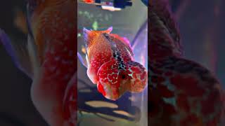 flowerhorn flowerhornfish flowerhorngrooming [upl. by Hoffer]