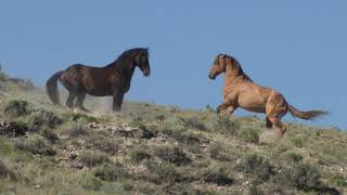 Wild Mustangs in America Wild Horses Stallions Fighting and Mares by Karen King [upl. by Avirt]