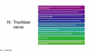 anatomy lect 3 trochlear nerve [upl. by Hnad]