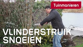 Vlinderstruik Buddleja snoeien hoe doe je dat  Tuinmanieren [upl. by Sucrad503]