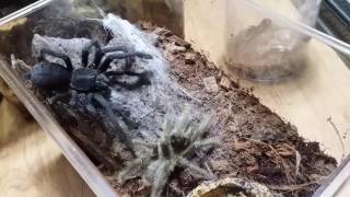 술라웨시 그레이 벨벳  Phormingochilus carpenteri Smith amp Jacobi 2015  Mating [upl. by Halet]