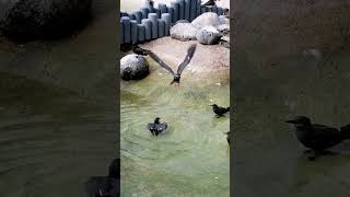 Poultry house Heidelberg zoo Птичник зоопарк Хайдельберг [upl. by Earleen628]