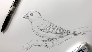 How To Draw A Bird [upl. by Cowden890]