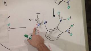 Mechanism for 24Dinitrophenylhydrazone [upl. by Corotto]