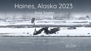 Haines Alaska Bald Eagles 2023 [upl. by Jared674]