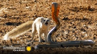 10 Craziest Animal Fights in the Animal Kingdom 🐍 Lions Hippos Cobras  Smithsonian Channel [upl. by Idoj606]