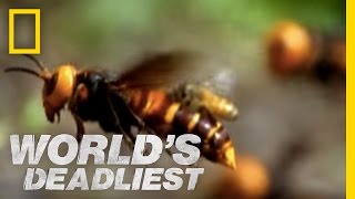 Beware the Giant Hornets  Worlds Deadliest [upl. by Davidoff725]