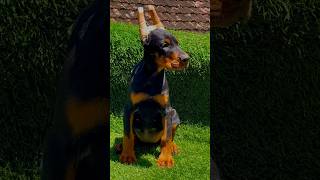 💥European Doberman Kci cropped Female puppy⚡️available 7012491367pride of Doberman Rainbow Kennel [upl. by Yedok]