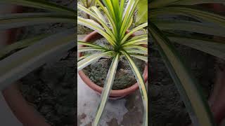 Pandanus veitchiiindoorplant nature gardening garden [upl. by Nettle]