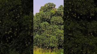 Himsagar Mango agro farming mango [upl. by Hahsia]