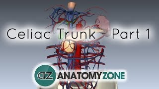 Celiac ArteryTrunk  Part 1  Anatomy Tutorial [upl. by Froemming]