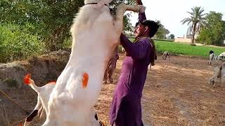 Big Heavy Goat Genetics  Breeding The Worlds Largest White Goat [upl. by Akirehs]