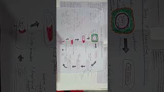 BACTERIAL SPORES AND SPORULATION SPOROGENESISMICROBIOLOGY nursing study trending microbiology [upl. by Anaeli]