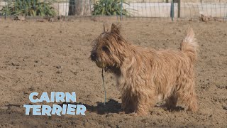 Cairn Terrier Dog Breed 101 [upl. by Ingold116]