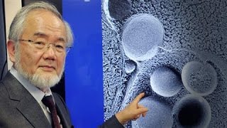 SelfEating Cell Research Wins Nobel in Medicine [upl. by Kevina]