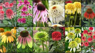 CONEFLOWERS PLANTS VARIETIES  Plants Weekly [upl. by Ganny116]