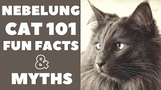 Nebelung Cats 101  Fun Facts amp Myths [upl. by Sidoon339]