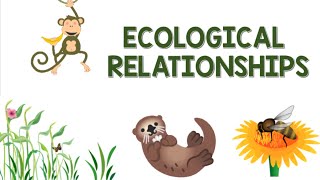 Ecological Relationships  Animation [upl. by Ohcirej]