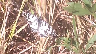 mariposa blanco y negro en algeciras [upl. by Aikemahs]