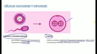 Células haploides y diploides [upl. by Bonny]