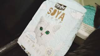 Pasir Kucing Kit Cat Soya Clump Kitten Baby Powder  Natural and Flushable cat litter [upl. by Nekcerb]