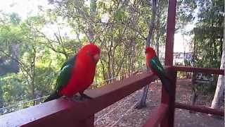 Attractive Australian King Parrot [upl. by Jarred]