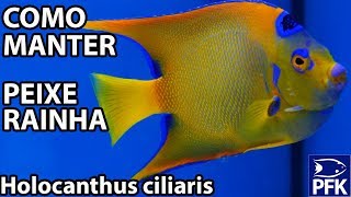 COMO MANTER PEIXE RAINHA Holocanthus ciliaris [upl. by Kesia]