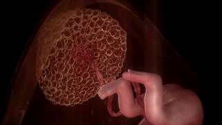 🎦 CG Animation  Educational Technology  PLACENTA [upl. by Ruon]