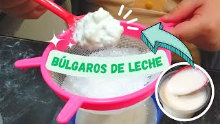 ¿Cómo cuidar los BÚLGAROS DE LECHE🥛 ✅ ACTUALIZADO  La vida de una psicóloga 🧠 [upl. by Mulloy20]