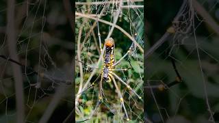 Nephila pilipes is a species of golden orbweb spiderresides all over Countries in Asia [upl. by Lein]