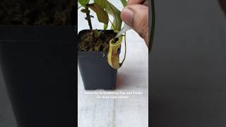 Feeding my Nepenthes two juicy caterpillars🐛🐛 nepenthesplant pitcherplants nepenthes [upl. by Reddy]