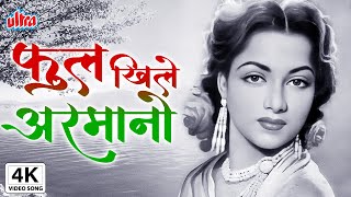 4K कुछ फूल खिले अरमानो के  Kuchh Phool Khile Armanon K  Suraiya Classic Hindi Sad Song  Dev Anand [upl. by Anihcak]