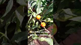 El error MÁS MORTAL que estás cometiendo con Solanum pseudocapsicum [upl. by Annav]