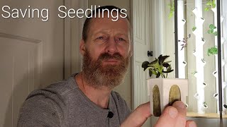 Gardyn Saving Seedlings  MUST Watch For New Growers [upl. by Albemarle]