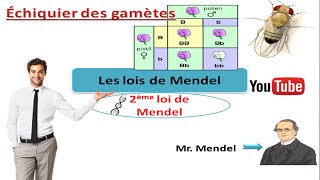 les lois de Mendel deuxième loi de Mendel cours de génétique [upl. by Aicened]