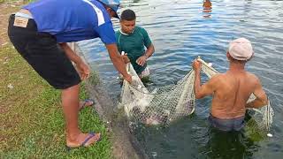 PEGANDO PEIXES NO AÇUDE DO MINGOTE POVOADO SANTA MARIA BARREIRINHASMA [upl. by Eal47]