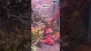 View 100 days of RED aquatic plants in 10 seconds aquascape aquarium garden [upl. by Joelle]